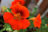 Nasturtium - Empress of India - SeedsNow.com