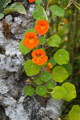 Nasturtium - Tall Trailing Mix - SeedsNow.com