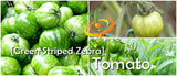 Tomato - Green Striped Zebra [SEMI-DETERMINATE].