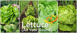 Lettuce - All Year Round.