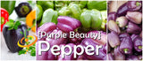 Pepper - Purple Beauty.