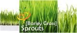 Sprouts/Microgreens - Barley Grass.