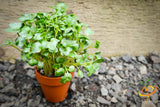 Sprouts/Microgreens - Radish, Classic.