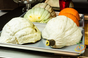 Squash (Winter) - Hubbard, Baby Blue - SeedsNow.com