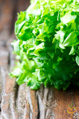 Lettuce - Black Seeded Simpson - SeedsNow.com