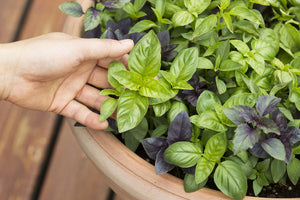 Basil, Herb Mix - SeedsNow.com