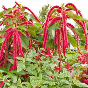 Amaranth - Red Garnet - SeedsNow.com