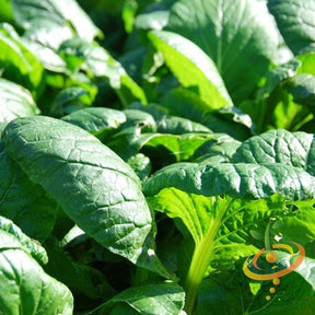 Fresh green spinach leaves from SeedsNow Matador Viking seeds, shown in a close-up image.