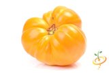 Tomato - Oxheart, Yellow (Indeterminate) - SeedsNow.com