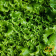 Lettuce - Green Ice - SeedsNow.com