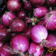 Onion - Southport, Red Globe (Long Day) - SeedsNow.com