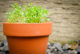 Sprouts/Microgreens - Cress.